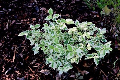 Philadelphus coronarius 'Variegata' - pustoryl věncový - jarní keříček